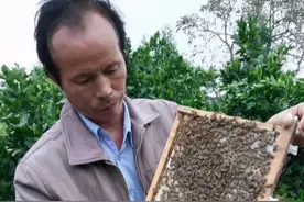 蜜蜂造出一张漂亮的巢脾，需要具备哪些条件？图片