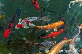 为什么我们要使用鱼缸垫？鱼缸垫有什么作用？图片