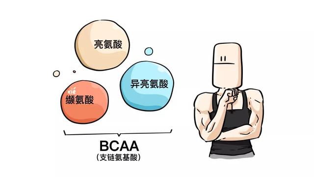 牛、猪、鸡、鱼，哪种蛋白质更好？