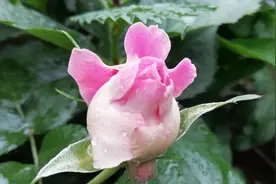 梦幻褶边，一款让你充满好奇感的月季，实在是太美了图片