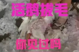 活鹅拔毛、种草养鹅，这些养鹅方式的确很赚钱，速来学图片