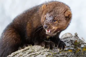 辟谣鼬科完爆猫科论，加拿大猞猁被小渔貂捕食另有原因图片