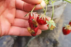 “蜜蜂不采蜜，跑来吃草莓”？真是怪事年年有，一定是草莓太甜了图片