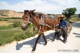 75岁农村大叔家养大宠物20年，只吃草会干活，看活成啥样图片