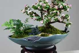 7月份养金枝玉叶，“4个”细节做好，花叶俱美图片