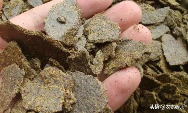 当下气温较高，15天足可沤制好花生麸液肥，果农需了解5个关键点