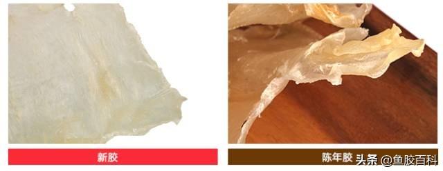 墨西哥蝴蝶花胶名贵吗 2026年墨西哥蝴蝶花胶名贵吗值得买吗 墨西哥蝴蝶花胶名贵吗 2026年墨西哥蝴蝶花胶名贵吗值得买吗