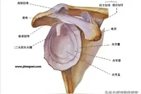 全面掌握肩关节解剖，工作不再烦恼图片