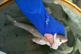 如何垂钓“狗春”鱼？注意选点，做窝及垂钓技巧，鱼获自然满满！图片