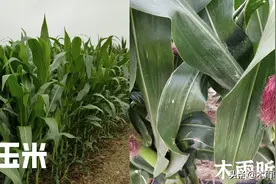 不同的玉米品种，能否混在一起种植，有影响吗图片