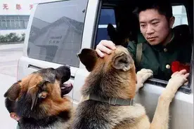 服从性超高的7种狗，它们把主人的话当“圣旨”图片