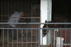 一个人的动物园：老爷子花30多年缔造动物世界，靠养老金照顾动物图片