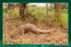 广西救护中心又有六只穿山甲死亡！为什么不给甲儿活路？图片