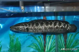 餐桌上的鱼类混血儿图片