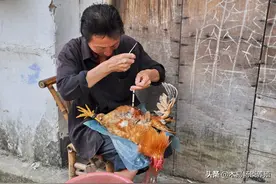 阉鸡技术分享，阉鸡的详细过程，附阉鸡的注意事项图片