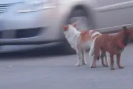 这是谁的狗呢图片