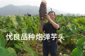 掌握这套种植芋头的好方法，你也可以栽培出成十斤重的槟榔芋头图片