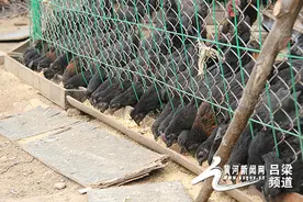 临县三交镇东王家沟村李爱则老两口——靠着乌鸡蛋过上幸福新生活图片