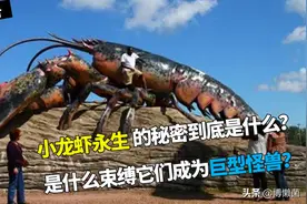 龙虾坚硬的外壳，既是盔甲也是软肋，蜕壳是龙虾总也过不去的死劫图片