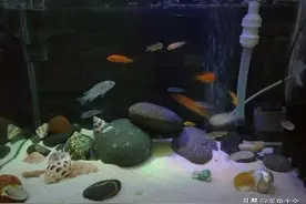 这里有许多与你气质相符的观赏鱼，看看哪种更像“你”图片