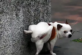 养狗最怕“尿骚味”，怎么去味？实用技巧教给你，很简单图片