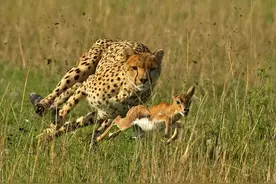 猫科叛徒猎豹，为跑更快向犬科偷师，结果成了战五渣图片