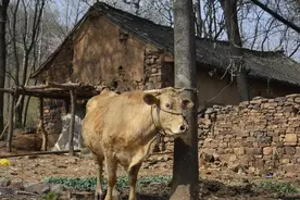 百年古村房屋用石头砌成，村民嫌地方不好都搬走，却不知守着宝贝图片