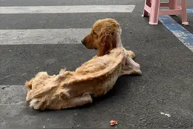路边一只金毛瘦成“排骨”，却依然待在原地等候：主人怎么还没来图片