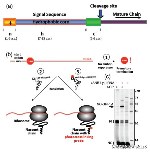 信号肽与新生肽链的运输和加工（一）