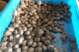 最大不过2斤，我国曾作为食物引进，如今却成最危险的物种之一图片