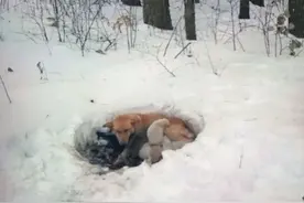 伟大的母爱！被困雪地三周，狗妈妈用自己的体温坚强守护六只幼崽图片