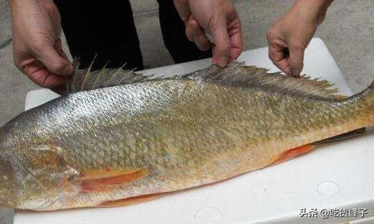 黄花鱼的区别 2026年野生黄花鱼和养殖黄花鱼的区别