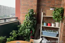 多肉长蚧壳虫不分环境，阳台和露台都有可能中招，所以预防是关键图片