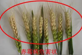 小麦白穗减产30%以上？只要播种前做好这几步，白穗无需再担心图片