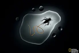 你知道吗？如果没了寄生虫，人类也就要没了图片