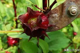 洛神花应该这样吃，这3种做法简单易学，酸酸甜甜味道好图片