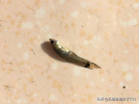 孔雀鱼肚子大鱼鳞立起来
