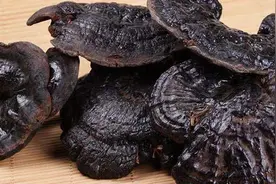 夺命黑灵芝（奇案故事）图片