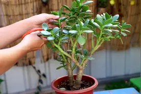 玉树太难看？干脆利落剪几刀，玉树临风的老桩子，能活几十年图片