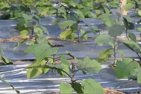 夏季蔬菜害虫多，难防治？教你杀虫技巧，别用错了方法图片
