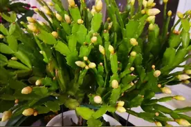 蟹爪兰“软趴趴”，叶子薄不开花？改3个“小毛病”，开成花大树图片