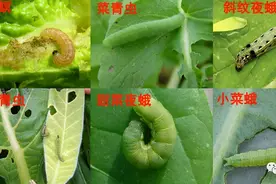 将便宜的高效氯氟氰菊酯用好，就是好药，不挑虫蚜虫木虱蝶蛾都杀图片