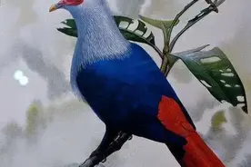 全球37种已灭绝的野生动物，如今只留下了照片图片