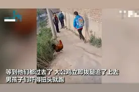 男童上学路上遭公鸡“堵截”，狼狈逃跑逗乐网友：同一个童年图片