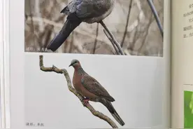 黄河三角洲鸟类——珠颈斑鸠图片