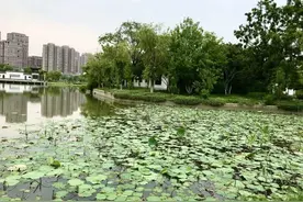 一池荷叶，装满盛夏的所有期待图片