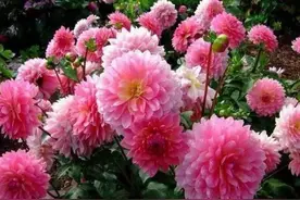 大丽花花朵硕大，色彩艳丽，一个球种下去，年年有花赏图片