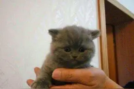 2000块买的蓝猫，半年后褪色，卖家一看：你还得再加钱图片