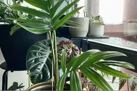 容易打理且耐阴的盆栽麒麟尾，是很小清新的室内观叶植物图片