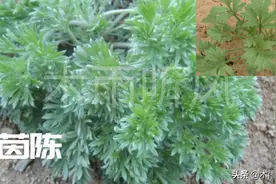 茵陈是什么？它有什么作用？是中药也是野菜，当野草处理太可惜？图片